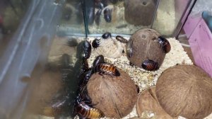 Выходить таракана? Сколько живут тараканы? Содержание мадагаскарского таракана и что такое оотека?