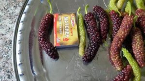 Сравнение трёх сортов шелковицы: Pakistan black, Pakistan white и Shangri La