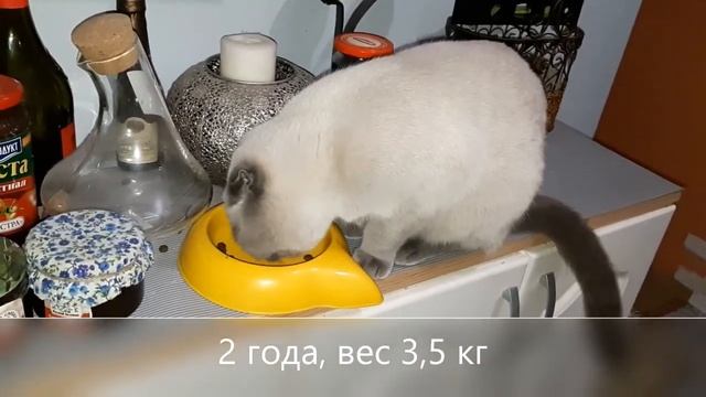 Шотландская вислоухая. Порода скоттиш фолд - от котенка до кошки.