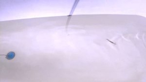 Блесна "Полумесяц" (Почка) - замедленная съёмка