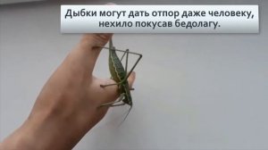 Степная ДЫБКА Гигантские шипованные кузнечики с России и СНГ  Хищные амазонки, у которых НЕТ самцов