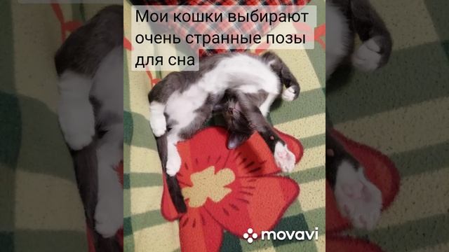 Разве так удобно? Бусинка и ее котята думают, что да ?