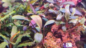 Поговорим о буцефаландрах! Буцефаландра"Пинк Леди" Bucephalandra "Pink Ledy" "Black Widow" "Venus"