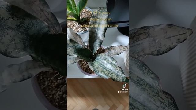 ТОП-5 моих самых редких комнатных растений.