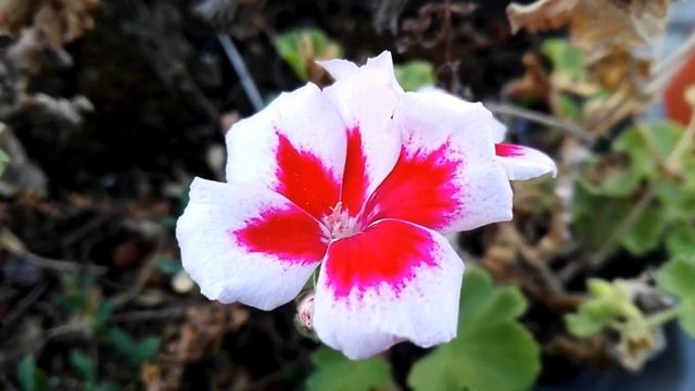 Clarkia amoena (Godetia) смотреть онлайн