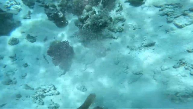 Красное Море #красноеморе #кораллы #египет #хургада #redsea #прыжок #фридайвинг #рыбы #солнце