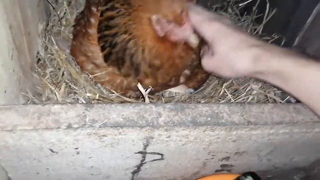 КВОЧКА ВЫВЕЛА ЦЫПЛЯТ! / Скоро будет вывод под двумя другими квочками