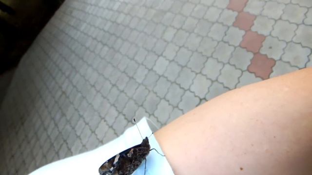 FUJI F660 EXR (Бабочка Адмирал) смотреть онлайн