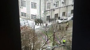 СЛОН СБЕЖАЛ ИЗ ЦИРКА В ЕКАТЕРИНБУРГЕ