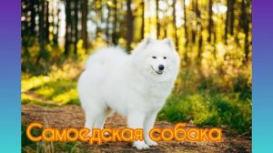 Гипоаллергенные ПОРОДЫ СОБАК