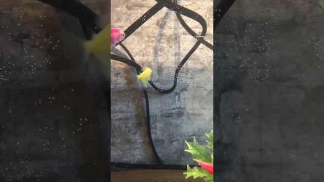 Как ухаживать за рыбой тернеция полезное видео для новичков смотреть онлайн