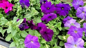 КАКУЮ РАССАДУ ЦВЕТОВ СОБИРАЕМ НА РЫНОК? САМУЮ ШИКАРНУЮ!