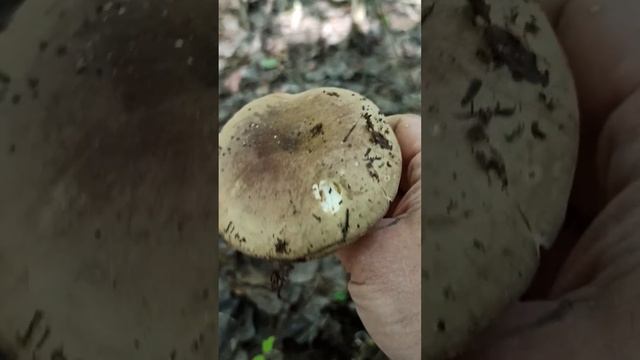 Сыроежка смотреть онлайн