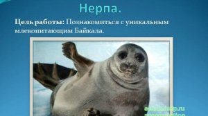 Презентация Байкальская нерпа