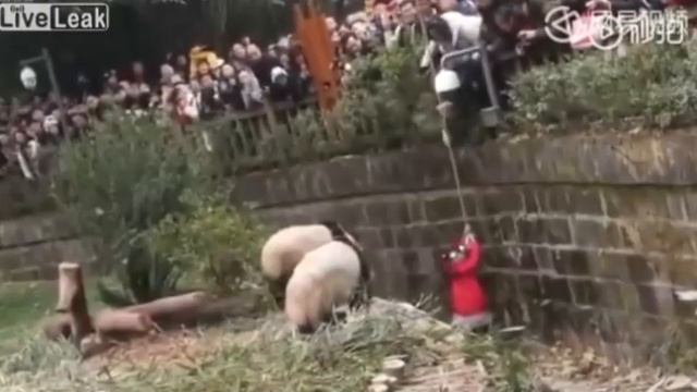 Девочка упала в вольер с пандами смотреть онлайн