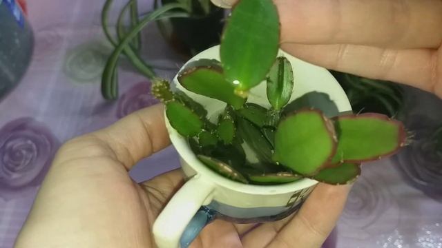 Покупки?Размножение Хлорофитума?Укоренение Рипсалидопсиса?Формирование Декабриста и Сингониума?