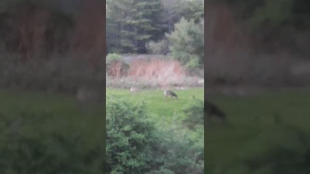 Acadia National Park - Deer outside beautiful view from Atlantic Eyrie Lodge Bar Harbor Maine