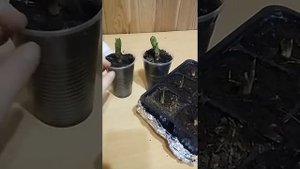 Как сохранить луковицы лилий и ирисов до посадки в грунт? Просто и быстро 100% результат?