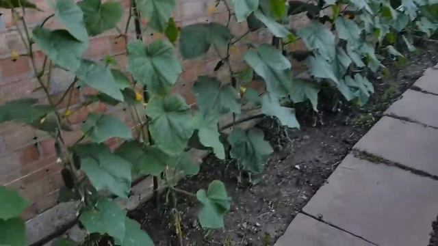 Ейск?Работаем в огороде. Наш первый урожай. Опять к стоматологу. Флюс... смотреть онлайн