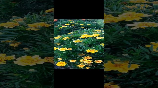 1000025782.mp4