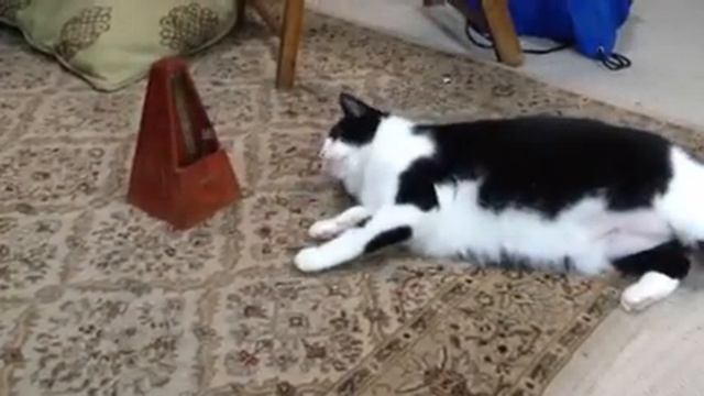 Bella vs Metronome смотреть онлайн