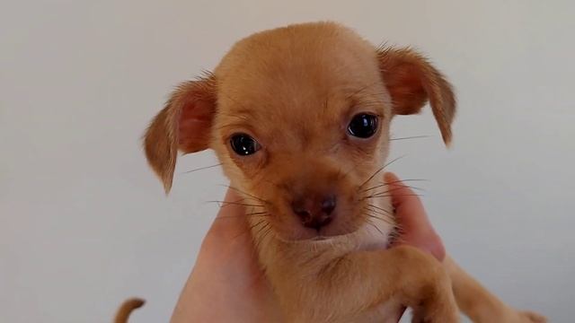 ДОЧКА МОЕГО МУЖА ... ПОДКИНУЛА ПРОБЛЕМ смотреть онлайн