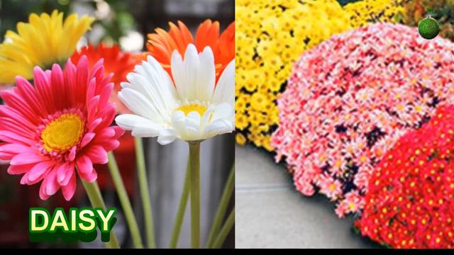 अप्रैल में लगाइये ये फूलों के पौधे | Top 15 Best Flowers To Grow in April | April Flowers смотреть онлайн