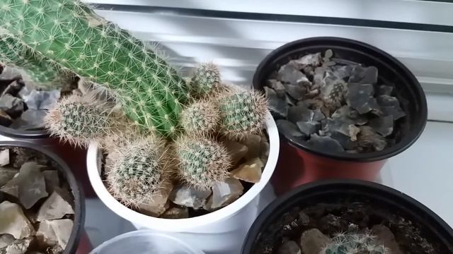 Plantele mele in Noiembrie 2016 | Update смотреть онлайн