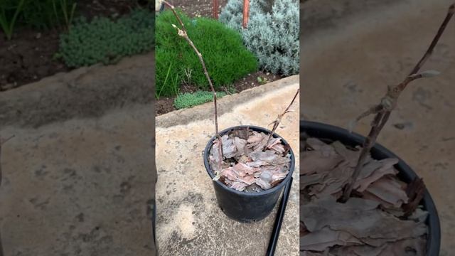 Крупнолистная гортензия (Нимфа, Пиа, Боденси) Черенкование магнолии смотреть онлайн