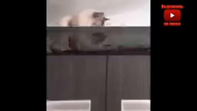 ?СМЕШНЫЕ КОТЫ И КОШКИ , FUNNY CATS, JOKES WITH CATS?ПРИКОЛЫ С КОТАМИ