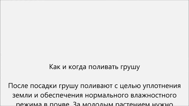 Как поливать грушу смотреть онлайн