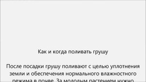 Как поливать грушу