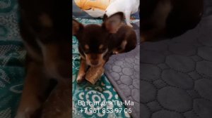 чихуахуа 6 месяцев
