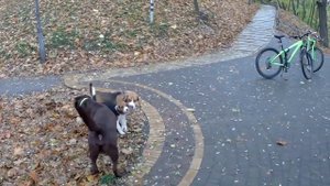 Бигль Джек (3 мес. и 3 нед.) первый раз встретил Бигля