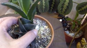 Комнатные цветы. Сансевьеры. Обзор коллекции.