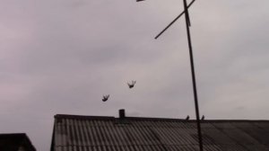 Голуби Ф.И.Максименко город Курахово +380991123743