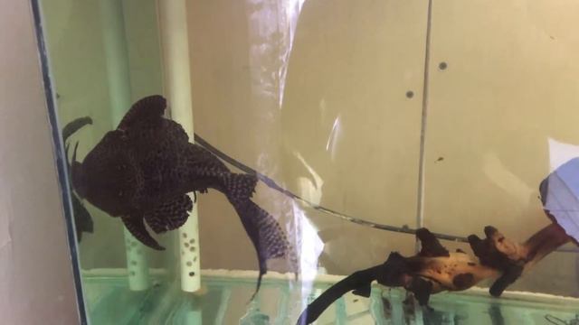 Мои красавцы смотреть онлайн