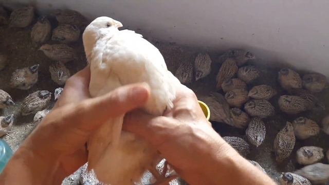 Белый Фараон, первое место по популярности среди мясных пород перепелов Хитрук Елена Украина.