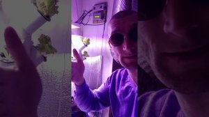 Нельзя экономить растения любят уют Квантум борд 150w