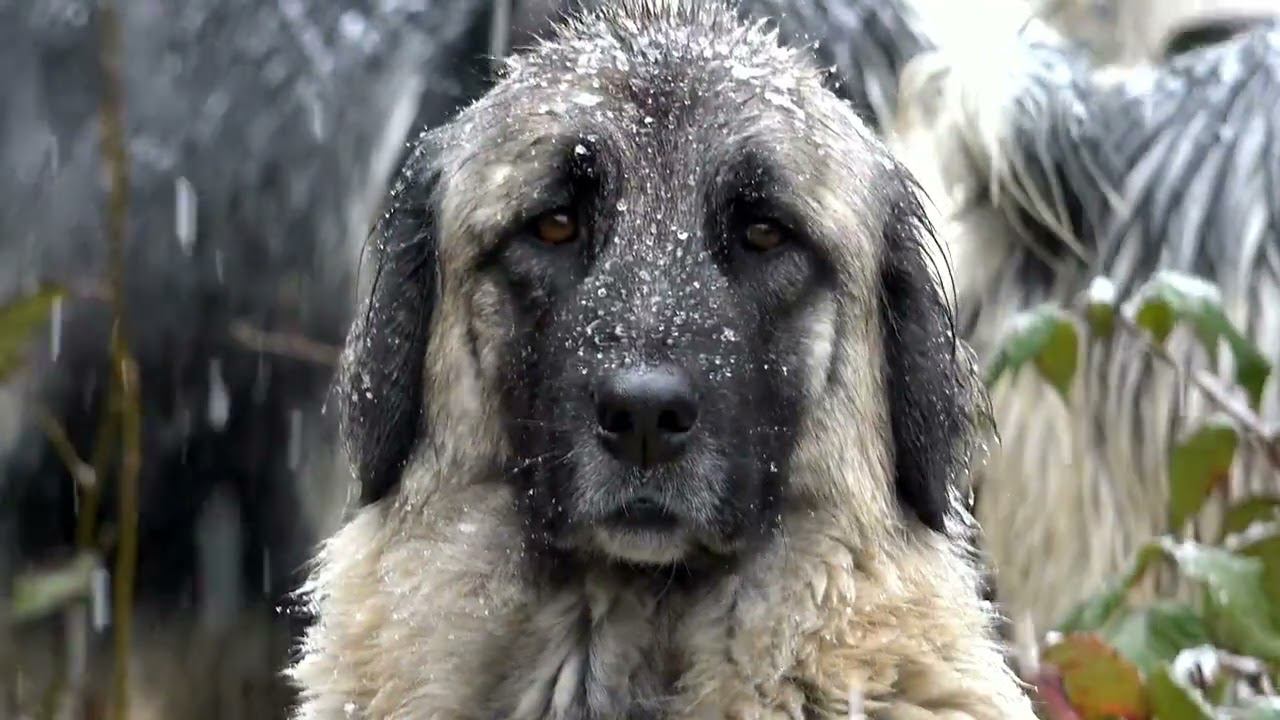 Зима