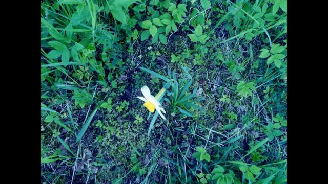 А как всё хорошо начиналось весной на даче - первые цветочки, подснежники, нарциссы, пионы, сирень.