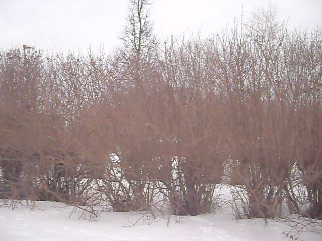 Птичьи трели в городе