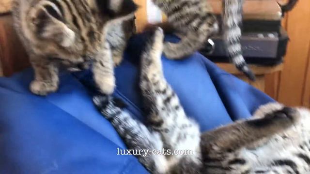 My Cat's paradise 😍 savannah f1 kittens смотреть онлайн