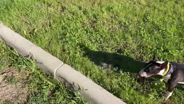 ЗАВЕЛИ ЩЕНКА БУЛЬТЕРЬЕРА | ДЕНЬ С БУЛЬТЕРЬЕРОМ