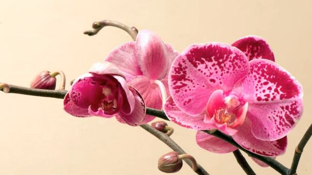 Phalaenopsis bud opening смотреть онлайн