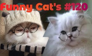 Смешные коты #120