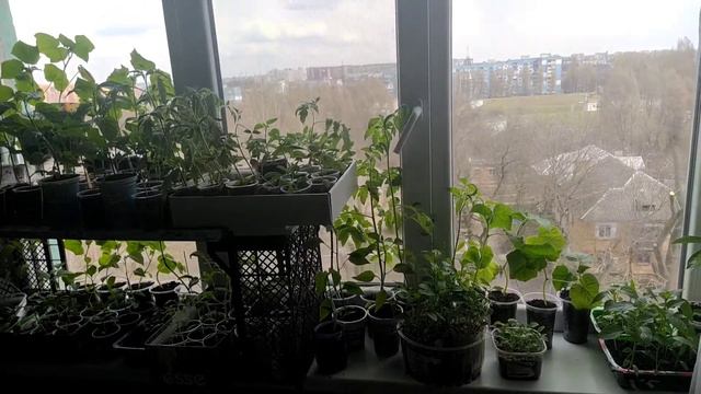 Обзор рассады на 8 апреля 2021 года. смотреть онлайн