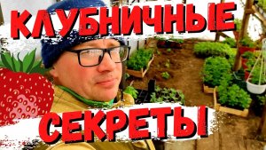 РАСКРЫВАЮ мои 5 СЕКРЕТОВ, КАК РАЗМНОЖИТЬ КЛУБНИКУ УСАМИ