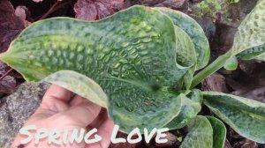 Хоста сорт Spring Love...любимица с плотным листом с невероятной жатостью...#хоста#springlove#