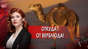 Откуда? От верблюда!  Тайны Чапман. (18.01.2022).